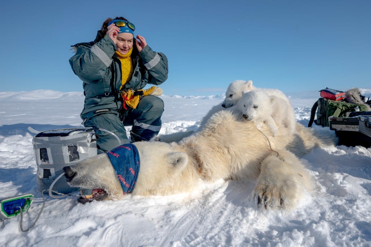 Polar bear biopsies to shed light on Arctic pollutants