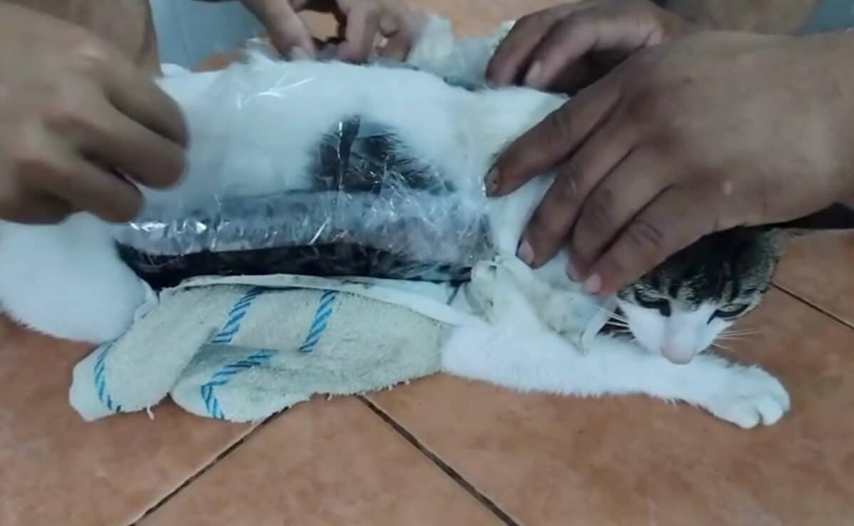 This frame grab from a video footage released by the Costa Rica Ministry of Peace and Justice shows a cat caught attempting to smuggle drugs into a Costa Rican prison in Limon, Costa Rica on May 20, 2025. Costa Rican officers at the Pococi Penitentiary, in Limon, catch a cat carrying two packages of drugs attached to its body. The cat was carrying packages containing 235.65 grams of marijuana and 67.76 grams of crack, according to authorities. — Photo by Agence France-Presse