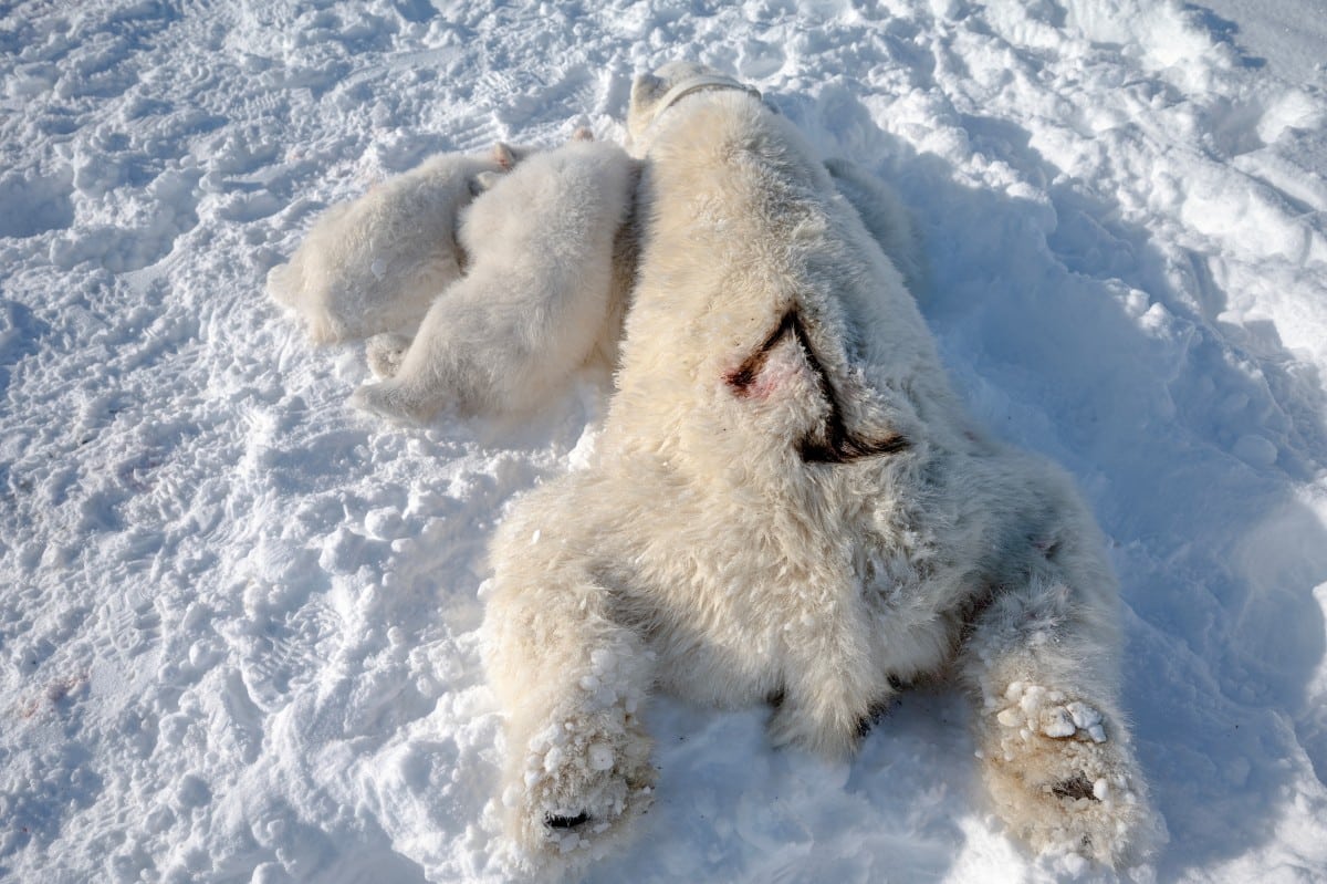 polar bear