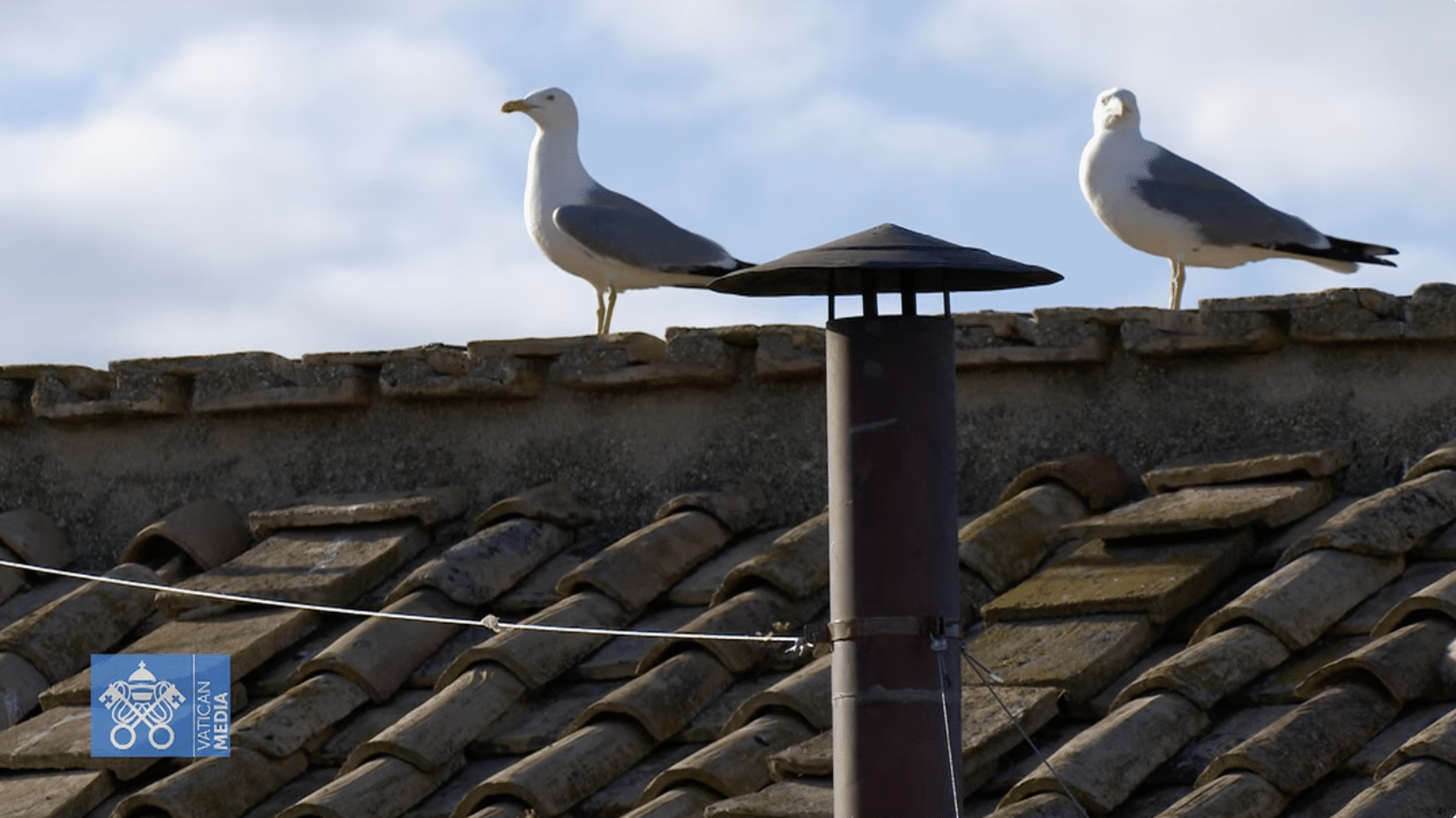 LOOK: Seagulls take centerstage during conclave